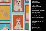 Lots of Wheaten Scottish Terrier Kitchen Towel Dish Cloths Guest Hand Towel Decorative Bathroom Towel for Face,Tea, Dishcloth, Kitchen and Bath